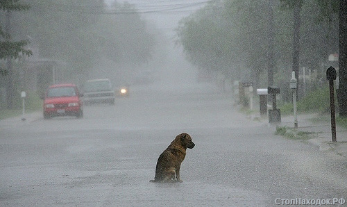 Грустная одинокая собака под дождем